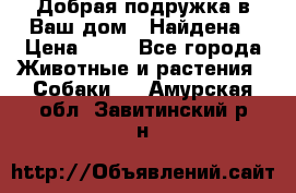 Добрая подружка,в Ваш дом!!!Найдена › Цена ­ 10 - Все города Животные и растения » Собаки   . Амурская обл.,Завитинский р-н